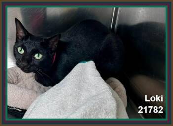 LOKI -  Domestic Short Hair Cat for Adoption in Marietta, Georgia - LOKI | PetCurious