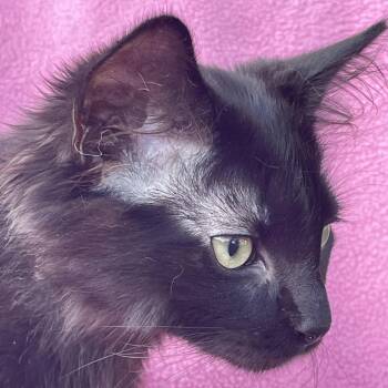Nori -  Domestic Medium Hair Cat for Adoption in Grand Rapids, Minnesota - Nori | PetCurious