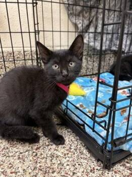 Macchiato -  Domestic Short Hair Cat for Adoption in Westland, Michigan - Macchiato | PetCurious
