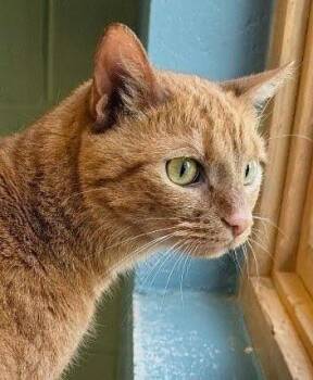 Lil Bit -  Domestic Short Hair Cat for Adoption in Bloomington, Indiana - Lil Bit | PetCurious