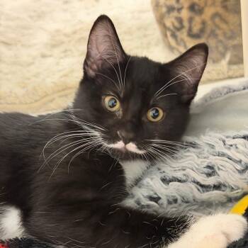 Albie -  Domestic Short Hair Cat for Adoption in Hampton Bays, New York - Albie | PetCurious