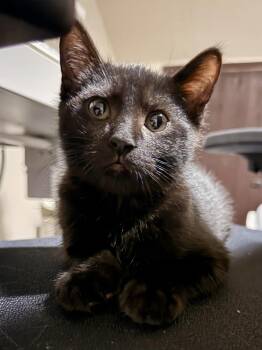 Fuji -  Domestic Short Hair Cat for Adoption - Fuji | PetCurious
