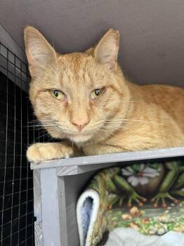 Tabby and Domestic Short Hair Cats Available for Adoption - Ginger | PetCurious