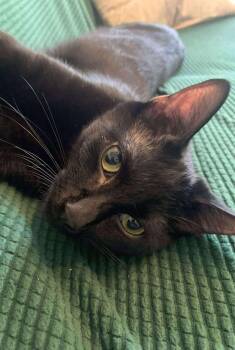 Rescue Domestic Short Hair Cats for Adoption in Smiths Falls, Ontario - Mystic | PetCurious