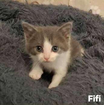 Rescue Domestic Short Hair Cats for Adoption in El Dorado, Arkansas - Fifi | PetCurious