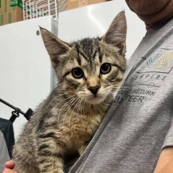 Monet -  Domestic Short Hair Cat for Adoption in Sioux Falls, South Dakota - Monet | PetCurious