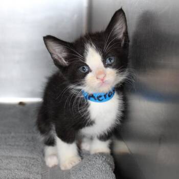 Aerosmith -  Domestic Short Hair Cat for Adoption in Auburn, Alabama - Aerosmith | PetCurious