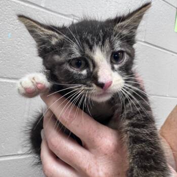 Reaper -  Domestic Short Hair Cat Available for Adoption in Lufkin, Texas - Reaper | PetCurious