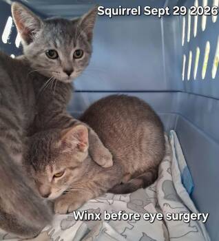 Winx & Squirrel -  Domestic Short Hair Cat for Adoption in Petrolia, Ontario - Winx & Squirrel | PetCurious