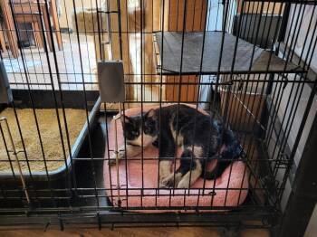 Domestic Short Hair Cats Available for Adoption - Sugar Bear | PetCurious