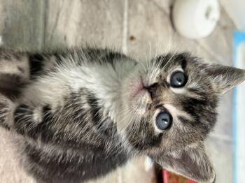 Phoebe -  Domestic Short Hair Cat for Adoption in Fruit Heights, Utah - Phoebe | PetCurious
