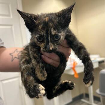 Mitzy -  Domestic Short Hair Cat for Adoption in Lake Panasoffkee, Florida - Mitzy | PetCurious