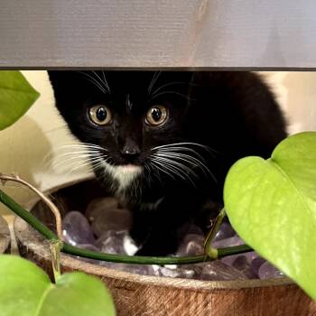 Rescue Domestic Short Hair Cats for Adoption in Long Beach, California - Orion | PetCurious