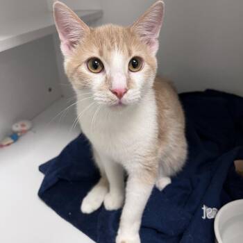 Cheese Sandwich -  Domestic Short Hair Cat for Adoption in Arlington Heights, Illinois - Cheese Sandwich | PetCurious
