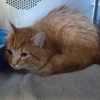 Angelo -  Domestic Medium Hair Cat for Adoption in Bristol, Indiana - Angelo | PetCurious