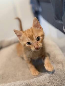 Jandro -  Domestic Short Hair Cat for Adoption in The Woodlands, Texas - Jandro | PetCurious