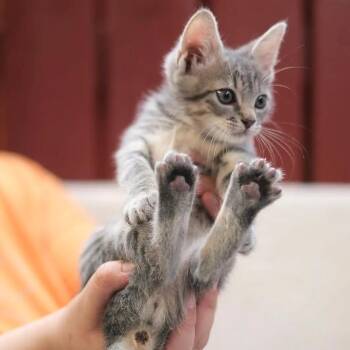 Domestic Short Hair Cats Available for Adoption - Stormy | PetCurious