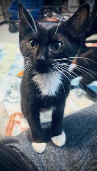 Rescue Domestic Short Hair Cats for Adoption in Jackson, Georgia - Max | PetCurious