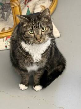 Domestic Short Hair Cats Available for Adoption in Mount Pleasant, Iowa - Pillsbury | PetCurious