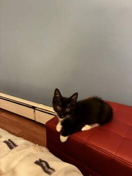 The Flash -  Domestic Short Hair Cat for Adoption in Elmsford, New York - The Flash | PetCurious