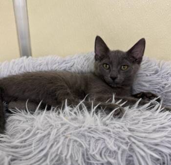 Biscuit -  Domestic Short Hair Cat for Adoption in Hornell, New York - Biscuit | PetCurious