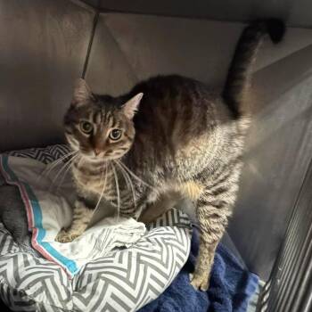 Bologna -  Domestic Short Hair Cat for Adoption in Edwardsville, Illinois - Bologna | PetCurious