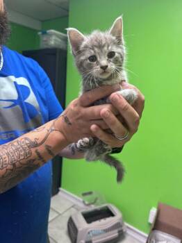 Nublada -  Domestic Short Hair Cat for Adoption in Johnson City, Tennessee - Nublada | PetCurious