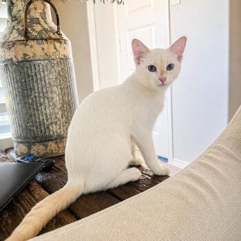 Blossom -  Siamese Cat for Adoption in Houston, Texas - Blossom | PetCurious