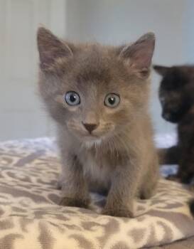 American Shorthair Cats Available for Adoption in Boonville, Missouri - Q-Tip | PetCurious