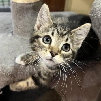Kix Ehlers -  Domestic Short Hair and Tabby Cat for Adoption in Morrison, Colorado - Kix Ehlers | PetCurious
