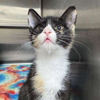 Domestic Short Hair Cats Available for Adoption in Middleburg, Florida - Lawra 28458 | PetCurious