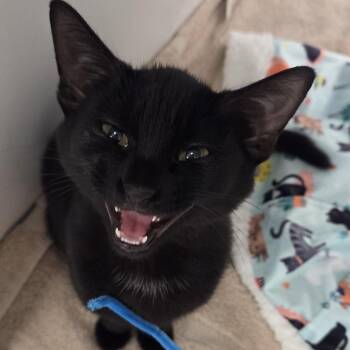 Blanca -  Domestic Short Hair Cat for Adoption in Voorhees Township, New Jersey - Blanca | PetCurious