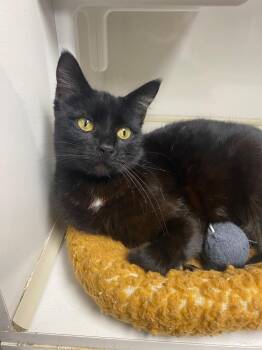 Domestic Short Hair Cats Available for Adoption - Lulu | PetCurious