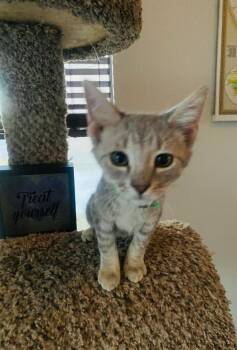 Milo -  Domestic Short Hair Cat for Adoption in Las Vegas, Nevada - Milo | PetCurious