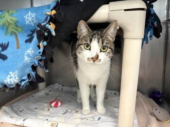 MOON CAKE -  Domestic Short Hair Cat for Adoption in Minneapolis, Minnesota - MOON CAKE | PetCurious