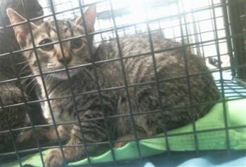 A2096166 -  Domestic Short Hair Cat for Adoption in Houston, Texas - A2096166 | PetCurious
