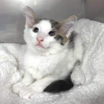 Blaze (Bentley) -  Domestic Short Hair Cat Available for Adoption in Michigan City, Indiana - Blaze (Bentley) | PetCurious