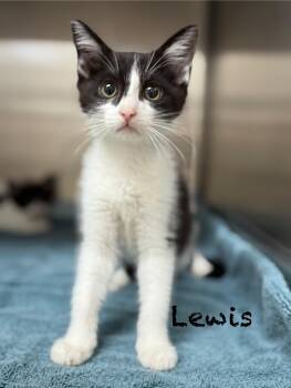 Lewis -  Domestic Short Hair Cat for Adoption in Pawleys Island, South Carolina - Lewis | PetCurious