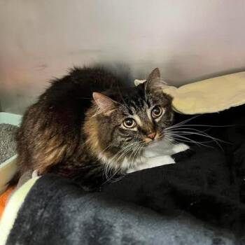 Domestic Long Hair Cats Available for Adoption in Edwardsville, Illinois - Hazel | PetCurious