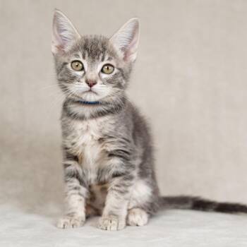 Lillian (Blue) -  Domestic Short Hair Cat for Adoption in Sunnyvale, California - Lillian (Blue) | PetCurious
