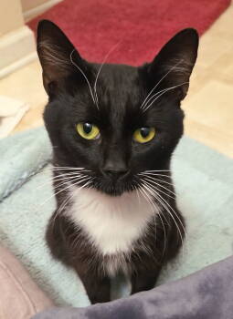 Rescue Tuxedo and Domestic Short Hair Cats for Adoption in Locust Grove, Georgia - Buccee | PetCurious