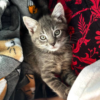 Rescue Domestic Short Hair Cats for Adoption in San Antonio, Texas - Harrison | PetCurious