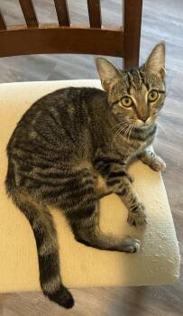 Rescue Tabby Cats for Adoption in Maineville, Ohio - Greta | PetCurious