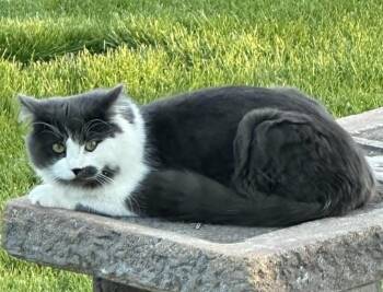 Domestic Short Hair Cats Available for Adoption in Ogden, Utah - Frankie 2 | PetCurious