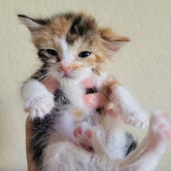Darla -  Domestic Short Hair Cat for Adoption in Westminster, California - Darla | PetCurious