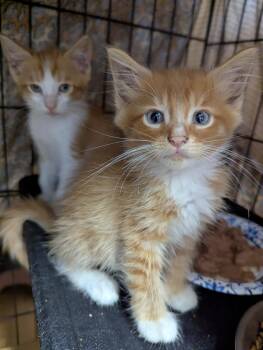 Tango & Russet - BONDED POLYDACTYLS -  Domestic Long Hair and Domestic Short Hair Cat for Adoption in Boca Raton, Florida - Tango & Russet - BONDED POLYDACTYLS | PetCurious