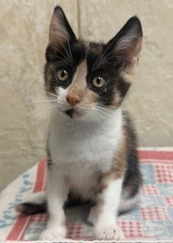 Charmayne -  Domestic Short Hair Cat for Adoption in Honolulu, Hawaii - Charmayne | PetCurious