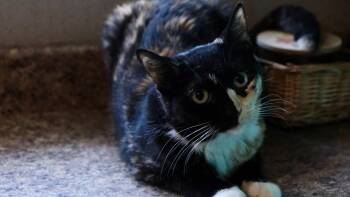 Catya -  Tortoiseshell Cat for Adoption in Los Angeles, California - Catya | PetCurious
