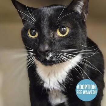 Domestic Medium Hair Cats Available for Adoption in Sacramento, California - Sweeney Topple  | PetCurious