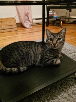 Joséphine -  Domestic Short Hair Cat for Adoption in Montreal, Quebec - Joséphine | PetCurious